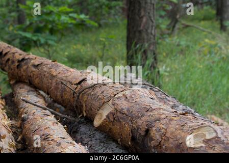 Abforestration, Schnitt Kiefernholz im Wald Stockfoto