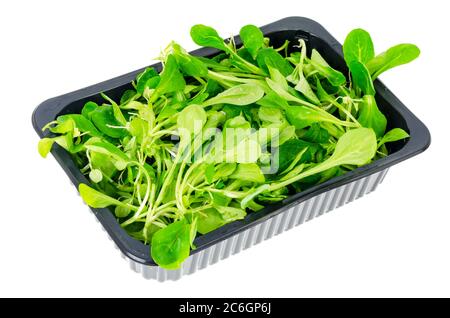 Frischer Maissalat in schwarzer Verpackung isoliert auf weiß. Studio Photo Stockfoto