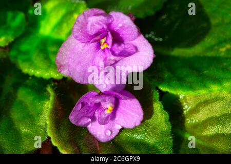 Indoor violette Blume, Wassertropfen auf den Blütenblättern Stockfoto