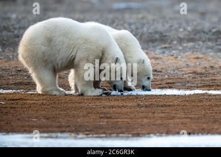 Zwei Eisbärenjungen (Ursus maritimus) trinken in Kaktovik, Alaska Stockfoto