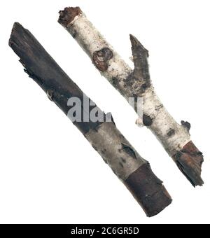 Zwei Birken-Sticks isoliert auf weißem Hintergrund Stockfoto