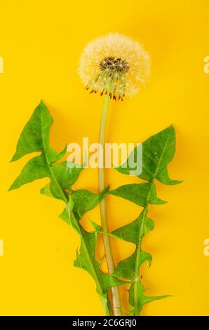 Einzelne Blume von weißem verwaschenen Löwenzahn mit grünen Blättern. Stockfoto