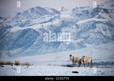 Szenen aus dem Jiachy Jurte Camp an der Südküste von Issyk Kol in Kirgisistan. Stockfoto