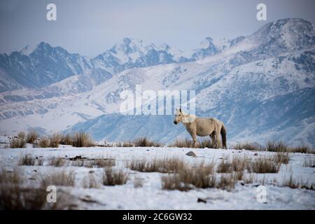 Szenen aus dem Jiachy Jurte Camp an der Südküste von Issyk Kol in Kirgisistan. Stockfoto