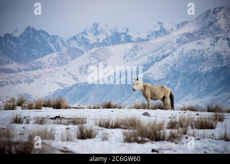 Szenen aus dem Jiachy Jurte Camp an der Südküste von Issyk Kol in Kirgisistan. Stockfoto