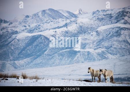 Szenen aus dem Jiachy Jurte Camp an der Südküste von Issyk Kol in Kirgisistan. Stockfoto