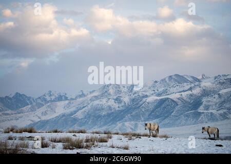 Szenen aus dem Jiachy Jurte Camp an der Südküste von Issyk Kol in Kirgisistan. Stockfoto