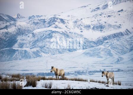 Szenen aus dem Jiachy Jurte Camp an der Südküste von Issyk Kol in Kirgisistan. Stockfoto