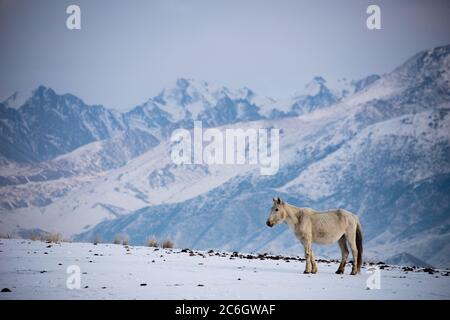 Szenen aus dem Jiachy Jurte Camp an der Südküste von Issyk Kol in Kirgisistan. Stockfoto