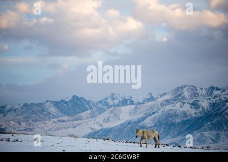 Szenen aus dem Jiachy Jurte Camp an der Südküste von Issyk Kol in Kirgisistan. Stockfoto