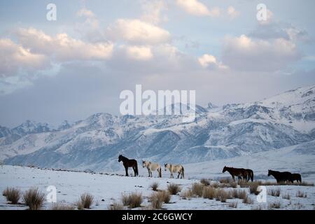 Szenen aus dem Jiachy Jurte Camp an der Südküste von Issyk Kol in Kirgisistan. Stockfoto