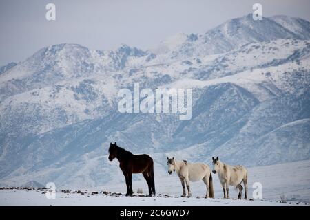 Szenen aus dem Jiachy Jurte Camp an der Südküste von Issyk Kol in Kirgisistan. Stockfoto