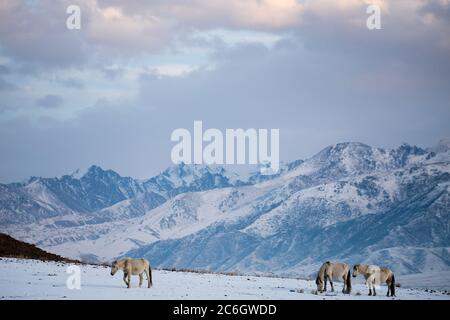 Szenen aus dem Jiachy Jurte Camp an der Südküste von Issyk Kol in Kirgisistan. Stockfoto