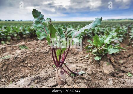 Reihe von grünen jungen Rüben Blätter Wachstum in Bio-Bauernhof. Frische Bio-rote Rüben. Natürliches Bio-Gemüse. Stockfoto