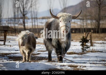 Szenen aus dem Jiachy Jurte Camp an der Südküste von Issyk Kol in Kirgisistan. Stockfoto