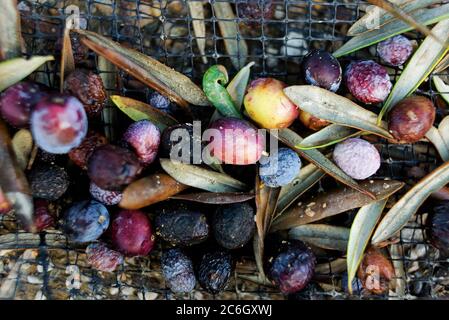 Stapel schwarzer Oliven auf dem Netz während der Ernte. Lesbos. Griechenland. Stockfoto
