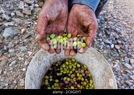 Mann mit einem Haufen grüner Oliven in den Händen, die während der Ernte frisch gesammelt wurden. Geerntet frische Oliven in den Händen des Bauern. Lesbos. Griechenland. Stockfoto