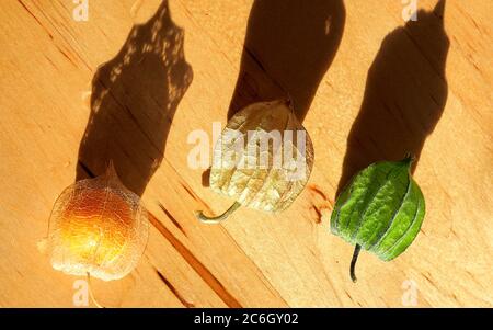 Drei Stufen der essbaren Frucht der Kapgansbeere (Physalis peruviana) Stockfoto