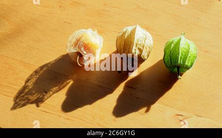 Drei Stufen der essbaren Frucht der Kapgansbeere (Physalis peruviana) Stockfoto