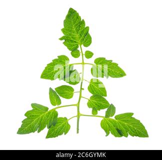 Einzelnes grünes Blatt der Tomate isoliert auf weißem Hintergrund. Stockfoto
