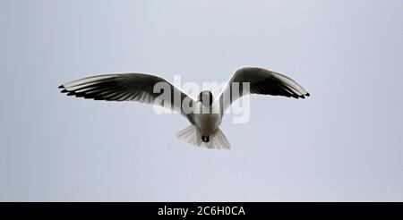 Schwarzkopfmöwe im Flug über der Nistkolonie Stockfoto