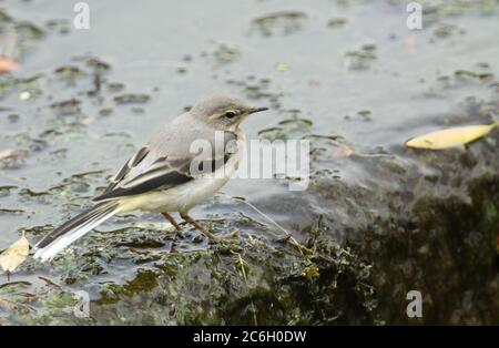 Ein niedlicher, noch junge Grauer Wagtail, Motacilla cinerea, auf der Jagd nach Nahrung auf einem Wehr. Stockfoto