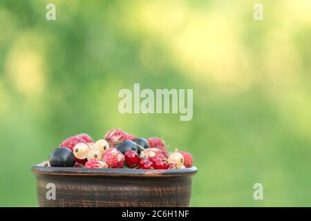 Reife Bio-Beere in Schüssel. Frisch sortierte Beeren ernten von der Beerenfarm mit Kopierplatz Stockfoto