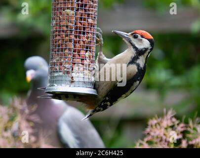 Specht auf einem Maschenfutterer Stockfoto