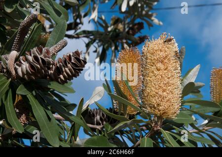 Coast banksia, Banksia integrifolia, Elwood, Melbourne, Australien Stockfoto