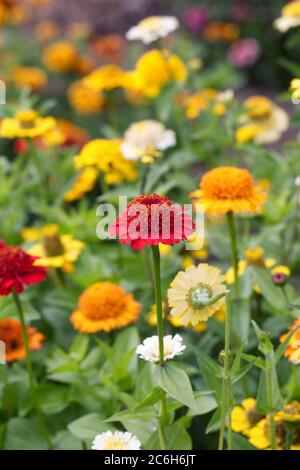 Zinnia elegans Cresto Gemischte Blumen. Stockfoto