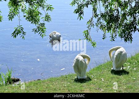 Wien, Österreich. . Juli 2020. Von früh morgens an herrscht im ganzen Land strahlender Sonnenschein, am Morgen waren es schon 28 Grad Celsius auf der Alten Donau in Wien. 36 Grad werden den ganzen Tag erwartet. Quelle: Franz Perc / Alamy Live News Stockfoto