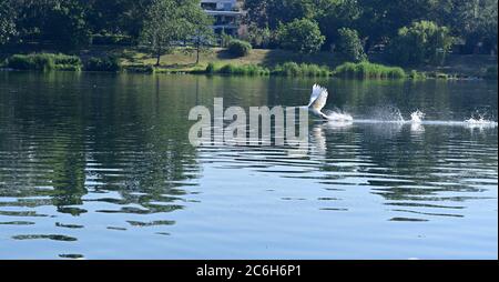 Wien, Österreich. . Juli 2020. Von früh morgens an herrscht im ganzen Land strahlender Sonnenschein, am Morgen waren es schon 28 Grad Celsius auf der Alten Donau in Wien. 36 Grad werden den ganzen Tag erwartet. Quelle: Franz Perc / Alamy Live News Stockfoto