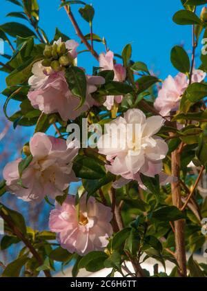 Kamelien in Blüte, Juli 2020, Melbourne, Australien Stockfoto