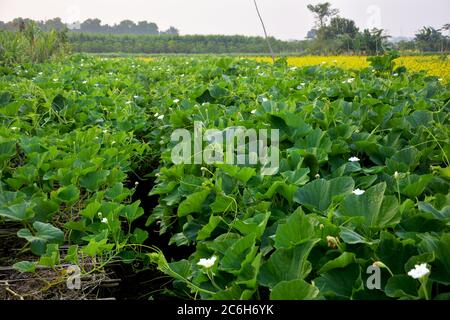 Nahaufnahme der grünen Reben, Blätter und weiße Blume von Lauki-Pflanzen oder Kalabasche, Flasche, Weißblütenkürbis, lagenaria siceraria, selektive Fokussierung Stockfoto