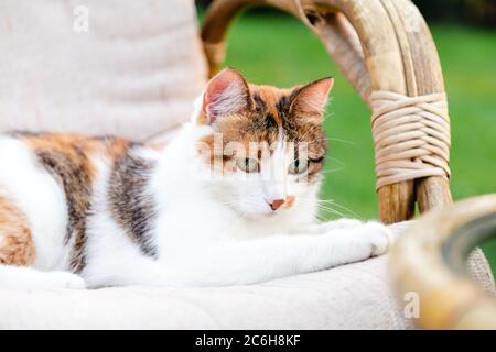 Entspannende weiße Ingwer Katze auf Stuhl im Garten draußen an heißen Sommertagen. Gartenlandschaft mit Stuhl Tisch in der Natur. Rest im Park Café Stockfoto