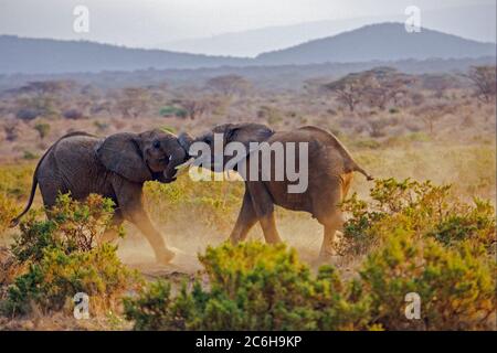 Zwei konkurrierende männliche afrikanische Bush-Elefanten (Loxodonta africana) in freier Wildbahn fotografiert Stockfoto