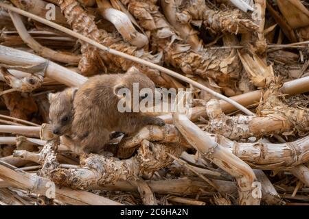 Rock Hyrax (Procavia capensis). Fotografiert in Israel Stockfoto