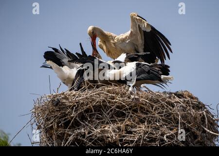 Nest eines Weißstorchs (Ciconia ciconia) Erwachsene füttern die Jungen, die im Juni in Israel fotografiert wurden Stockfoto