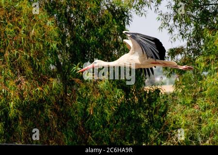 Weißer Storch (Ciconia ciconia) im Flug. Fotografiert in Israel im Juni Stockfoto