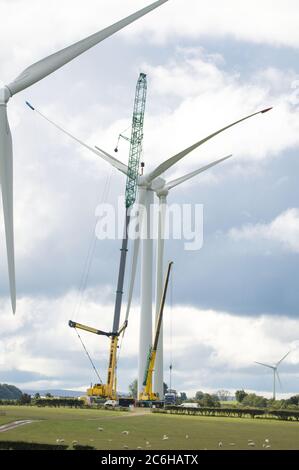 Larkhall, Schottland, Großbritannien. Juli 2020. Im Bild: Eine riesige Windkraftanlage steht ein paar hundert Meter hoch mit einem massiven Industriekran mit einem Verlängerungskräne am Ende, um zusätzliche Höhe Stände neben der Turbine halten die Blattstruktur an Ort und Stelle zu geben. Grüne Energie ist ein großes Geschäft, und wenn Großbritannien seine Ziele für erneuerbare Energien archivieren soll, müssen mehr Windenergieanlagen an Land und auf See gebaut werden. Quelle: Colin Fisher/Alamy Live News Stockfoto