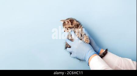 Kätzchen Tierarzt Untersuchung. Gestreifte graue Katze in Arzthand auf blauem Hintergrund. Kitten Haustier Check up, Impfung in Tierklinik Stockfoto