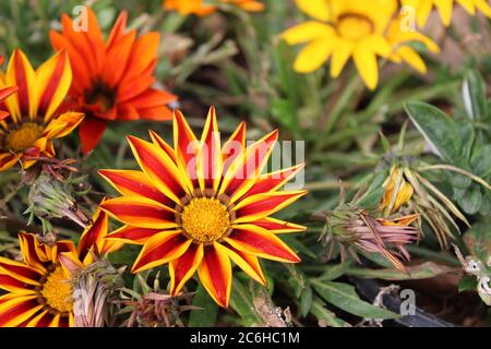 GAZANIA - AFRIKANISCHE GÄNSEBLÜMCHEN. Stockfoto