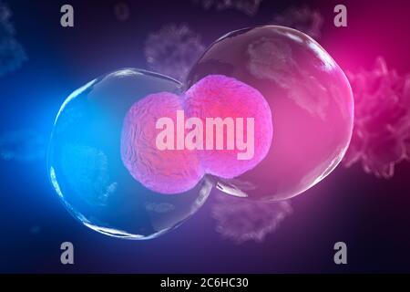 Körperzellen unter dem Mikroskop, Zellteilung. Eine gute Illustration als Darstellung der Forschung an Stammzellen, Zelltherapie und Regeneration und Stockfoto