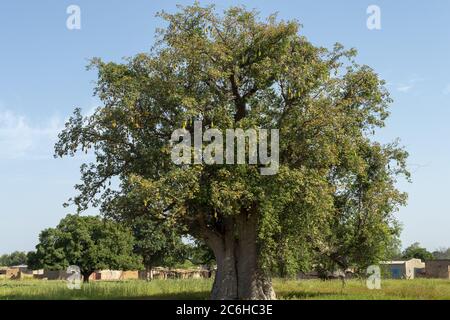 Afrikanische Baobab, Adansonia digitata, Bombacaceae, Burkina Faso, Afrika Stockfoto