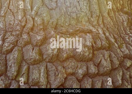 Alter Baum barck Hintergrund in Sonnenlicht. Nahtlose Textur Stockfoto