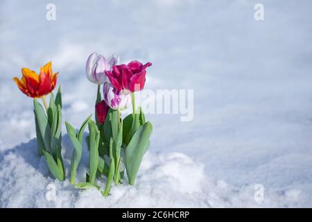 Gemischte Tulpen unter Frühlingsschnee im april. Abnorme Niederschläge im Frühjahr Stockfoto