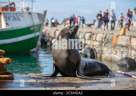 KAPSTADT, SÜDAFRIKA – 4. JULI: Cape fur Seal Sonnenbaden in Kalk Bay Hafen mit der Hoffnung, ein paar Fetzen von Fischern zu fangen. Stockfoto