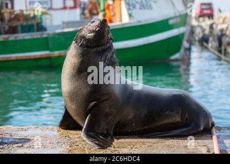 KAPSTADT, SÜDAFRIKA – 4. JULI: Cape fur Seal Sonnenbaden in Kalk Bay Hafen mit der Hoffnung, ein paar Fetzen von Fischern zu fangen. Stockfoto