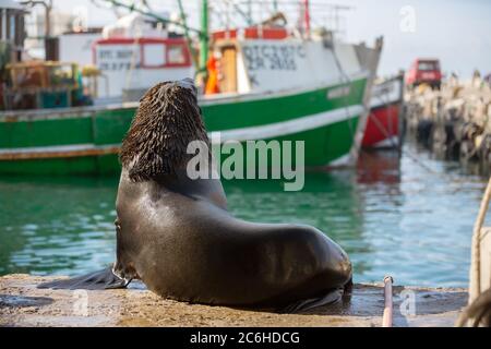 KAPSTADT, SÜDAFRIKA – 4. JULI: Cape fur Seal Sonnenbaden in Kalk Bay Hafen mit der Hoffnung, ein paar Fetzen von Fischern zu fangen. Stockfoto