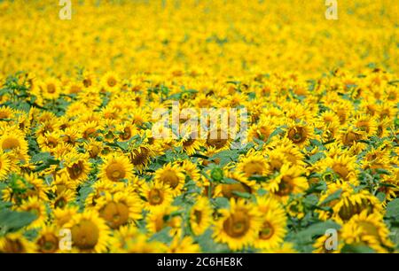 10. Juli 2020, Sachsen, Dresden: Sonnenblumen stehen auf einem Feld bei Seifersdorf. Foto: Robert Michael/dpa-Zentralbild/ZB Stockfoto